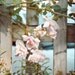 Pale Roses - fine art photography flower blossom pale rose pink gift home interior decor nature botanical garden park fence