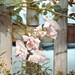 Pale Roses - fine art photography flower blossom pale rose pink gift home interior decor nature botanical garden park fence