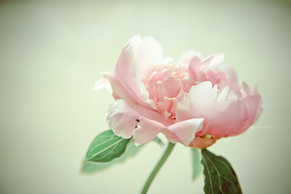 Morning Bloom - fine art photo print flower peony spring summer pink blossom nature botanical home decor