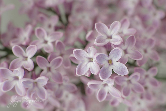 Lilac - romantic photography dreamy print floral photo botanical art spring picture nursery decor mauve thistle lavender flower gift for her