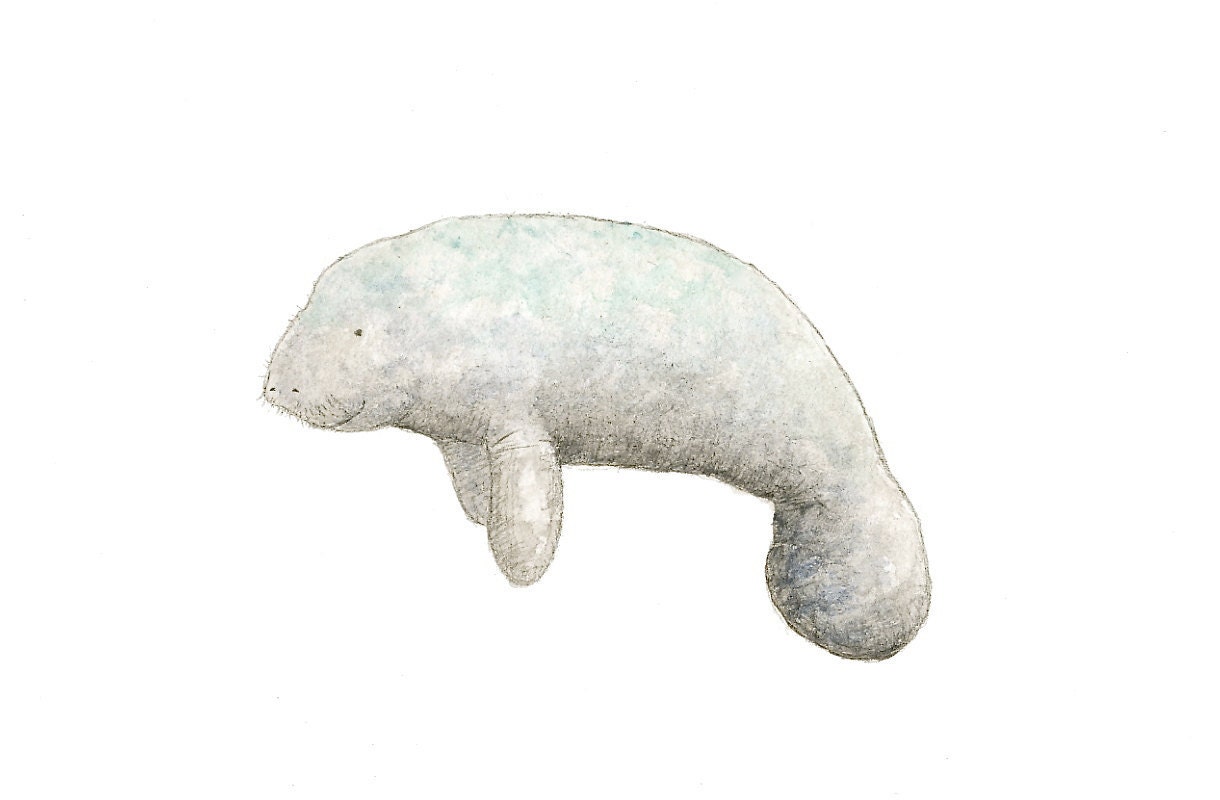 Manatee - Original Watercolor Painting