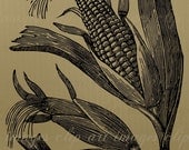 Corn Clip Art, Corn on the Cob, Royalty Free Digital Download, Graphics for your designs and craft items for sale, No Credit Required CU ok