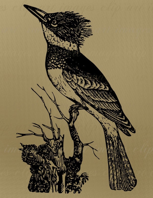 clipart kingfisher bird - photo #42