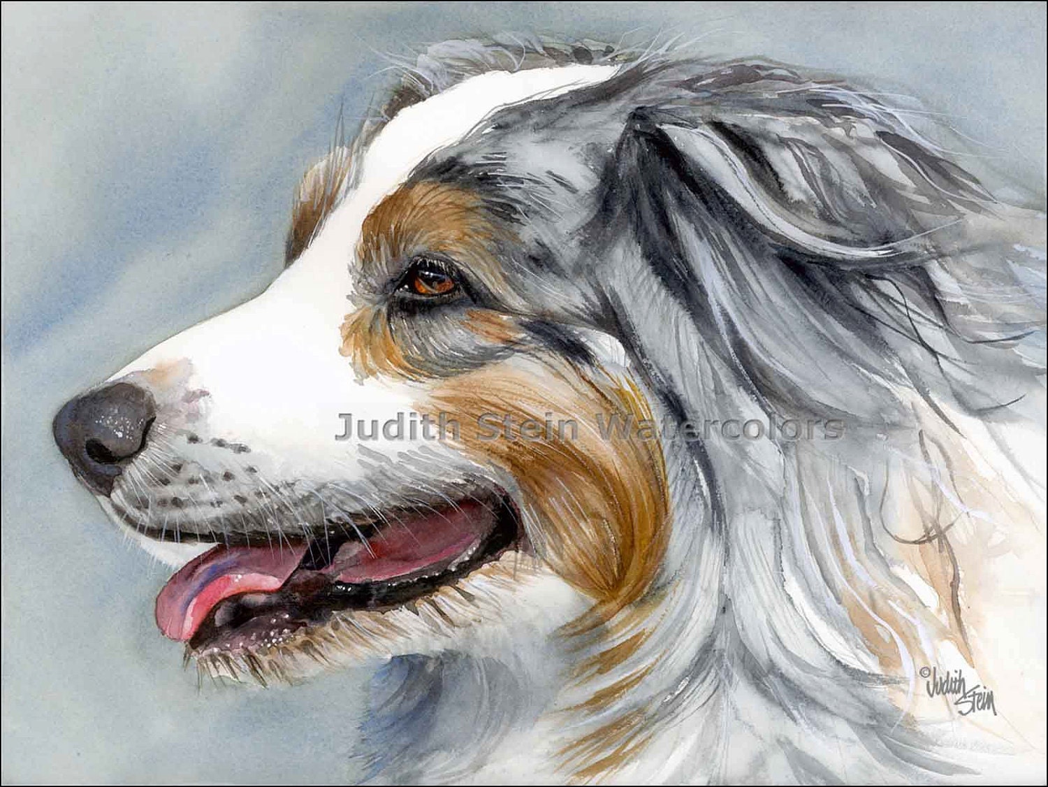 AUSTRALIAN SHEPHERD Blue Merle AUSTRALIAN SHEPHERD Blue Merle