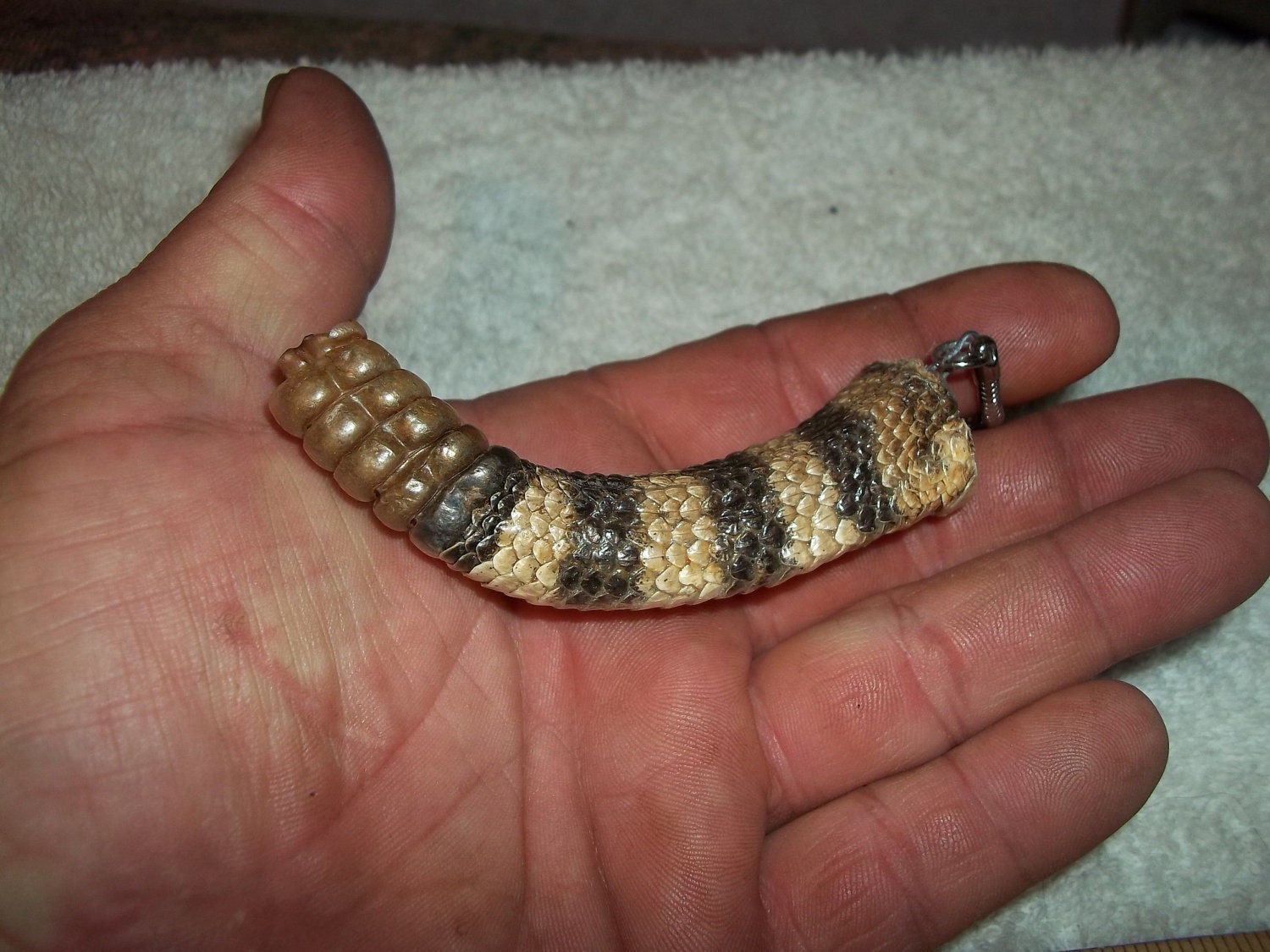 real animal taxidermy rattle snake tail rattle by boomer2563