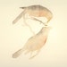 Two orioles watercolor screen print, 11" x 14", muted sepia and orange