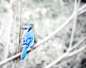 Blue Jay- Winter, Blue and White Fine Art Photography - SevenTen