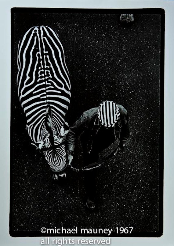 Circus Zebra and Handler Going to Work. Original Black & White Photograph by Michael Mauney circa 1962