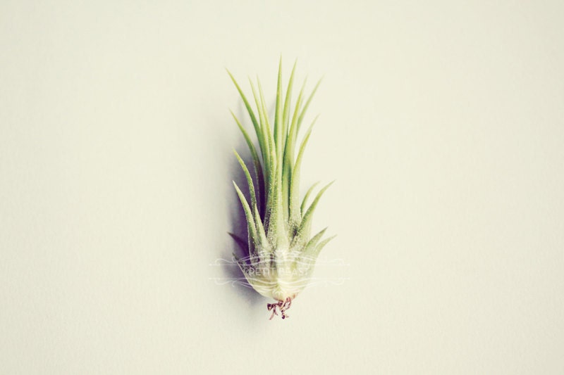 Single Lady // Medium Air Plant // Kawaii Kitsch Tillandsia Decor mint green