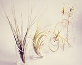Tall Air Plant and Floating Vase // Modern Cute Terrarium Botanical Indoor Garden Mini minimalist tillandsia