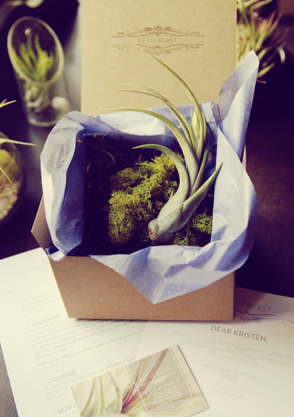 Plant-O-Gram // Surprise Air Plants Sent to Anyone plant delivery