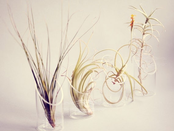 Tall Air Plant and Floating Vase // Modern Cute Terrarium Botanical Indoor Garden Mini minimalist tillandsia