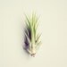 Single Lady // Medium Air Plant // Kawaii Kitsch Tillandsia Decor mint green