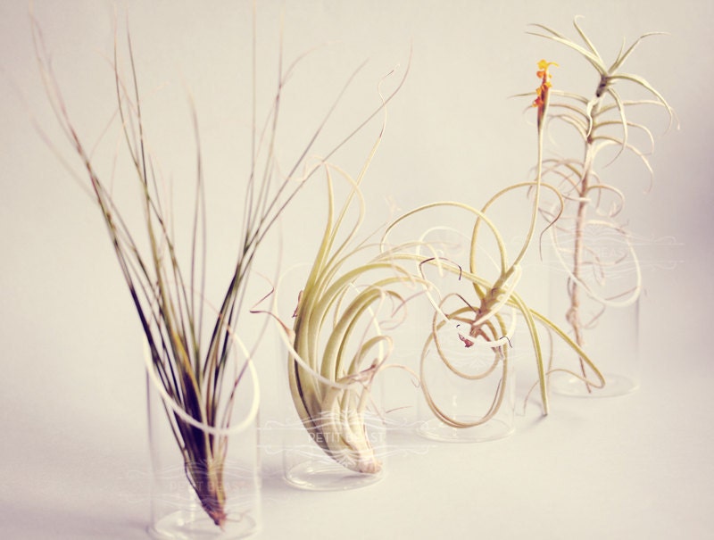 Tall Air Plant and Floating Vase // Modern Cute Terrarium Botanical Indoor Garden Mini minimalist tillandsia