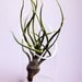 Tall Air Plant and Floating Vase // Modern Cute Terrarium Botanical Indoor Garden Mini minimalist tillandsia