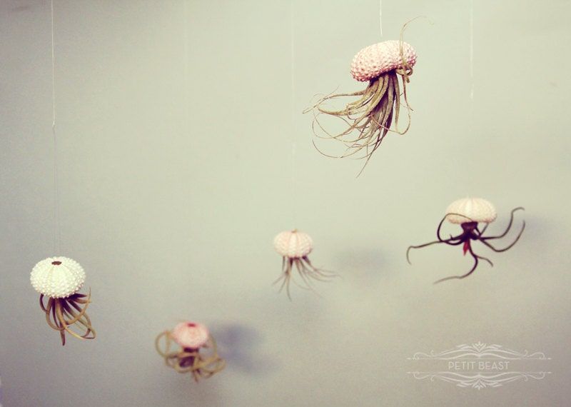 Jellyfish Air Plant // Sea Urchin Wedding Favor Decor Gift Mini Kit DIY tiny cute exotic house plant shell hanging art
