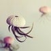 Jellyfish Air Plant // Sea Urchin Wedding Favor Decor Gift Mini Kit DIY tiny cute exotic house plant shell hanging art