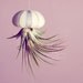 Stripey Jellyfish Air Plant // Sea Urchin Wedding Favor Decor Gift hanging garden