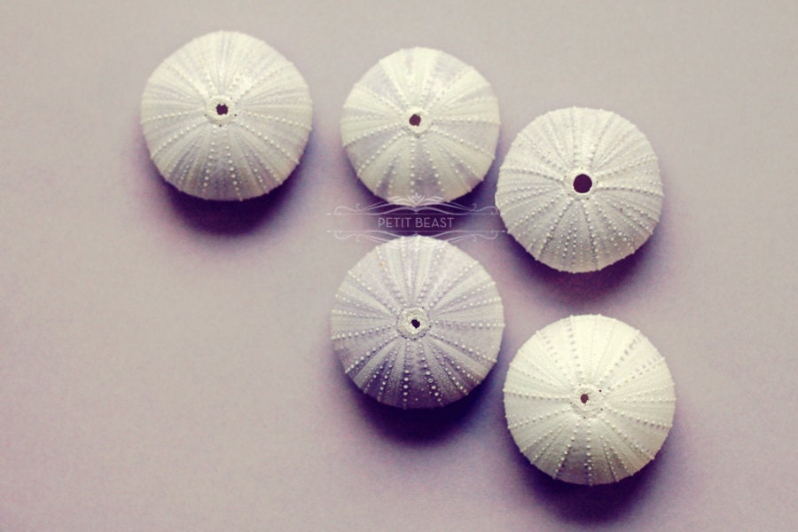 Stripey Jellyfish Air Plant // Sea Urchin Wedding Favor Decor Gift hanging garden
