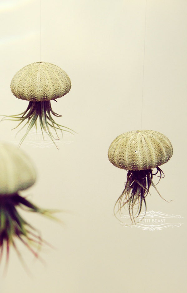 THREE Green Jellyfish Air Plants // Sea Urchins Hanging Art Installation Wedding Favor Decor Gift Mini Terrarium Kit DIY cute tillandsia