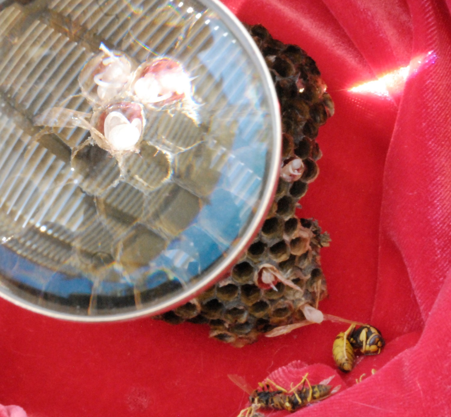 Wall hanging sculpture of winged fetuses colonizing a yellowjacket nest "Colony" assemblage