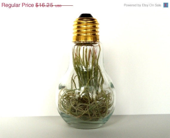 Fathers Day Gift - Two Air Plants in a Light Bulb