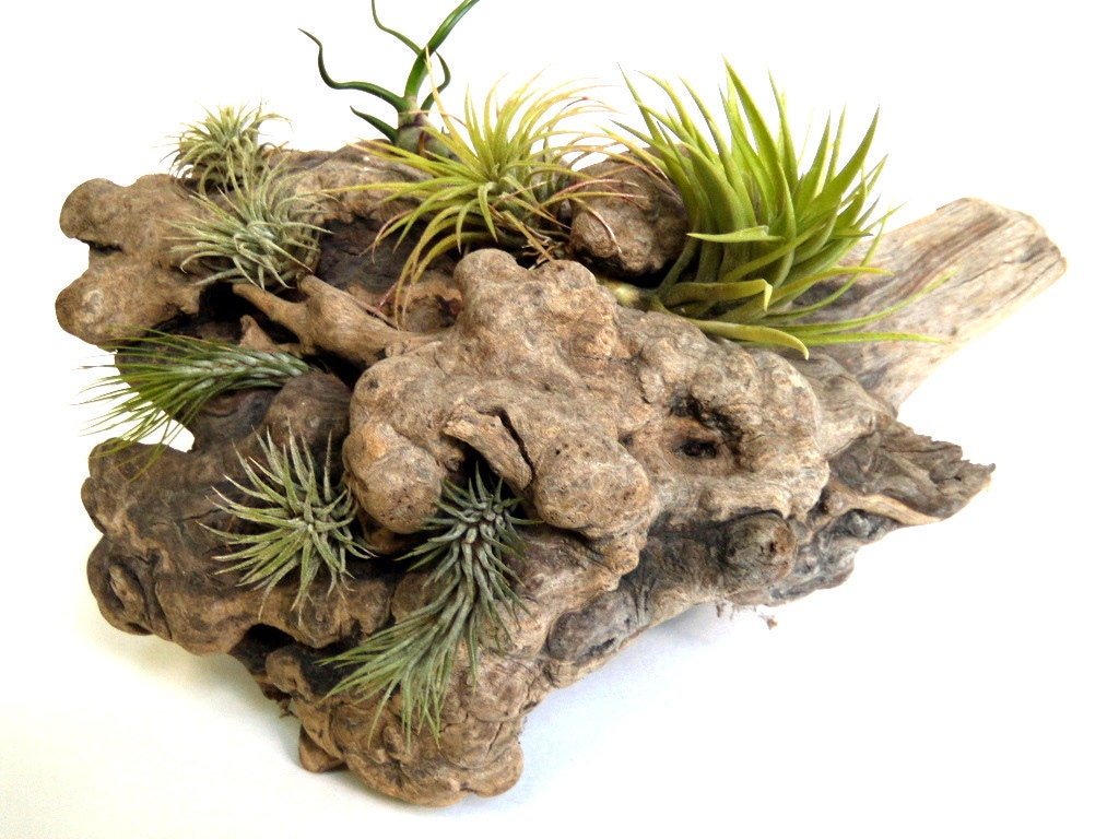 3 Air Plants to Start Your Collection