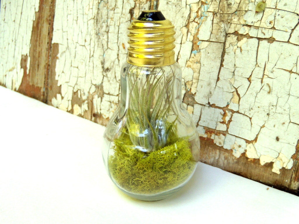 Air Plant In Light Bulb Minimalistic Decorating