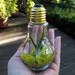 RESERVED Bright Light Bulbosa Air Plant In Light Bulb