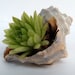 Succulent Sea Shell