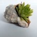 Succulent Sea Shell