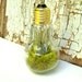 RESERVED for Ashleigh - Air Plant In Light Bulb