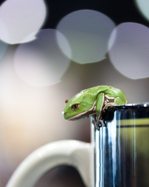 Little Dumpy II - 8 x 10 Fine Art Print, green waxy monkey tree frog, amphibian, polka dots - Featured on Etsy's Front Page