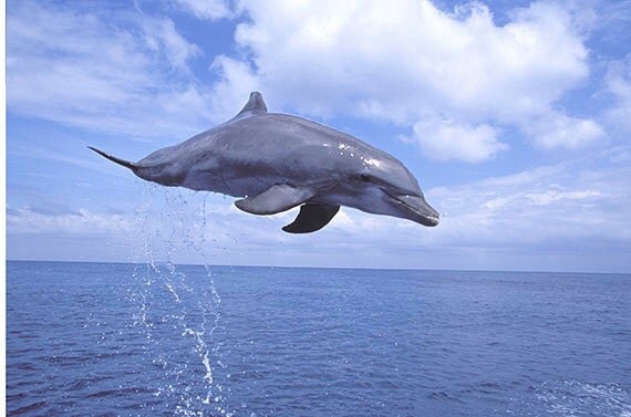Flight of the Dolphin / Fine Art Photograph 8 x 12