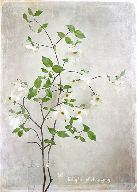 Dogwood Vision- Dogwood Branch- Still Life Photography- Nature Photography- Botanical Print- White Flowers- 8x12 Fine Art Print