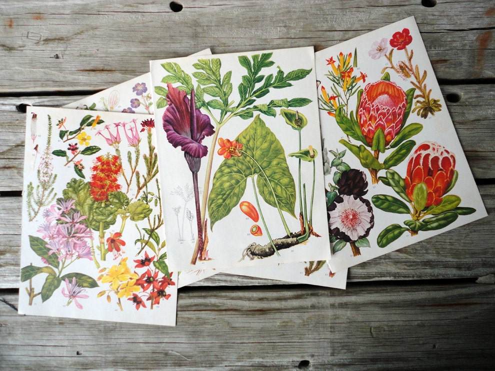 Set of 10 Wildflower Plates Illustrations