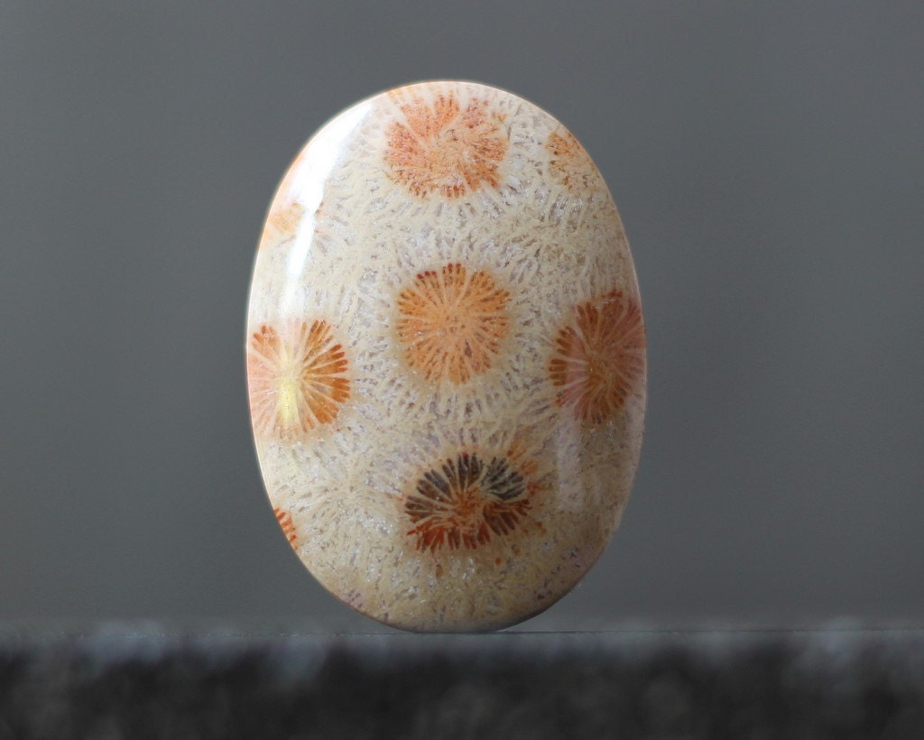 Fossil Coral, Top Grade Designer, Natural Cabochon, 100 Million year old Specimen (CA404)