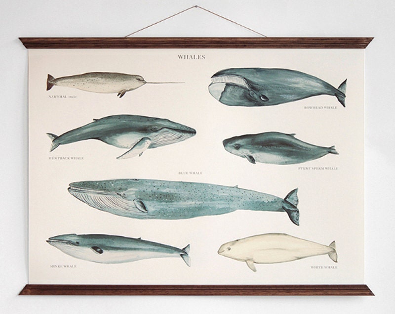 Whales - vintage educational chart illustration - ARMINHO