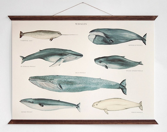 Whales - vintage educational chart illustration