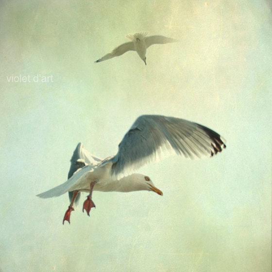 25% Off SALE Seagull Photograph bird print, animal textured peaceful fly free creamy freedom white wings wall art nursery 8x8