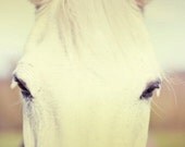 Horse Photograph. Fine art. Home decor. Wall art. Cottage art. Spring photo. English countryside. Farm. Silver Soul 6x9