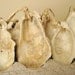 Oyster Shell Necklace