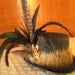Crawfish Top Hat with Nutria Trim
