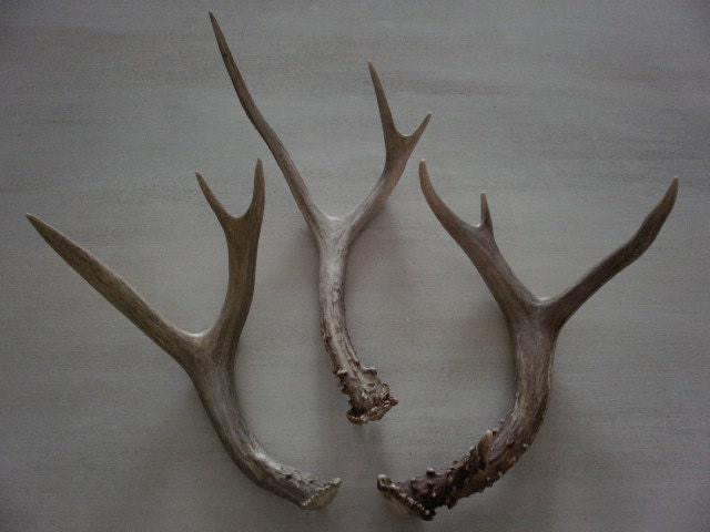Three eye catching natural deer antlers design decor lamps crafts art centerpiece gift