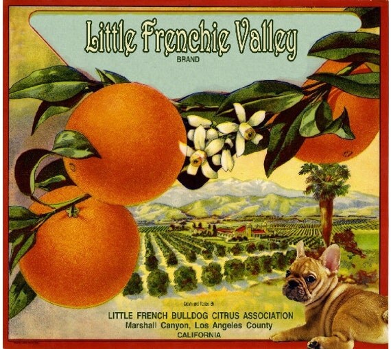 The Marshall Canyon Collection - Little Frenchie Valley French Bulldog Dog Orange Citrus Fruit Crate Box Label Art Print