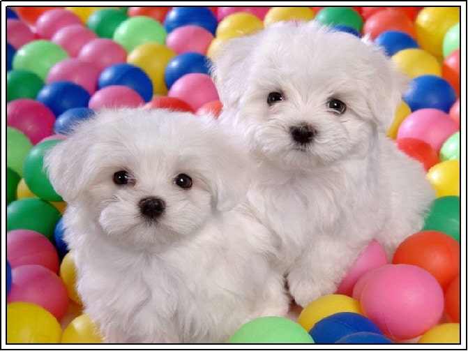 4 Dog Puppy Maltese Greeting Notecards/ Envelopes Set