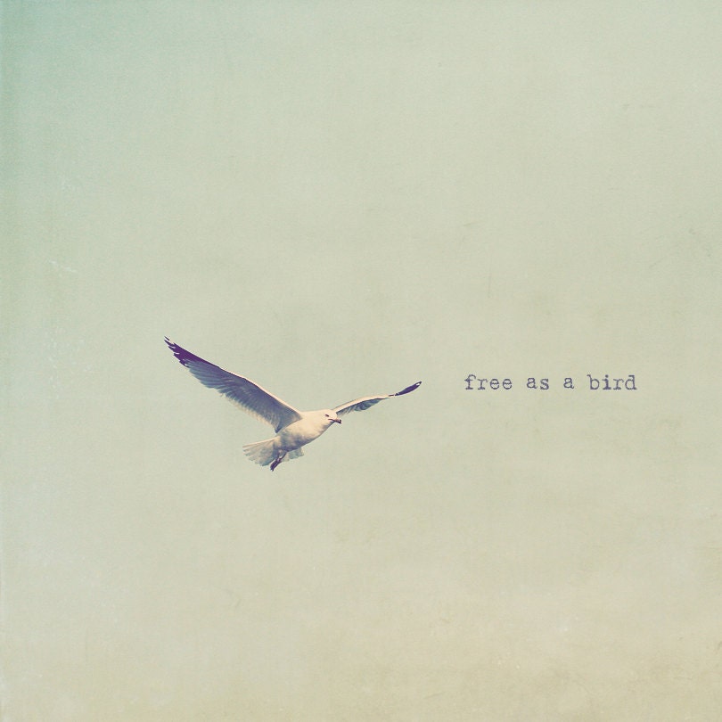 Seagull Bird Flying Sky Green Blue Freedom Free Flight Feather Photo Art Print - 8 x 8