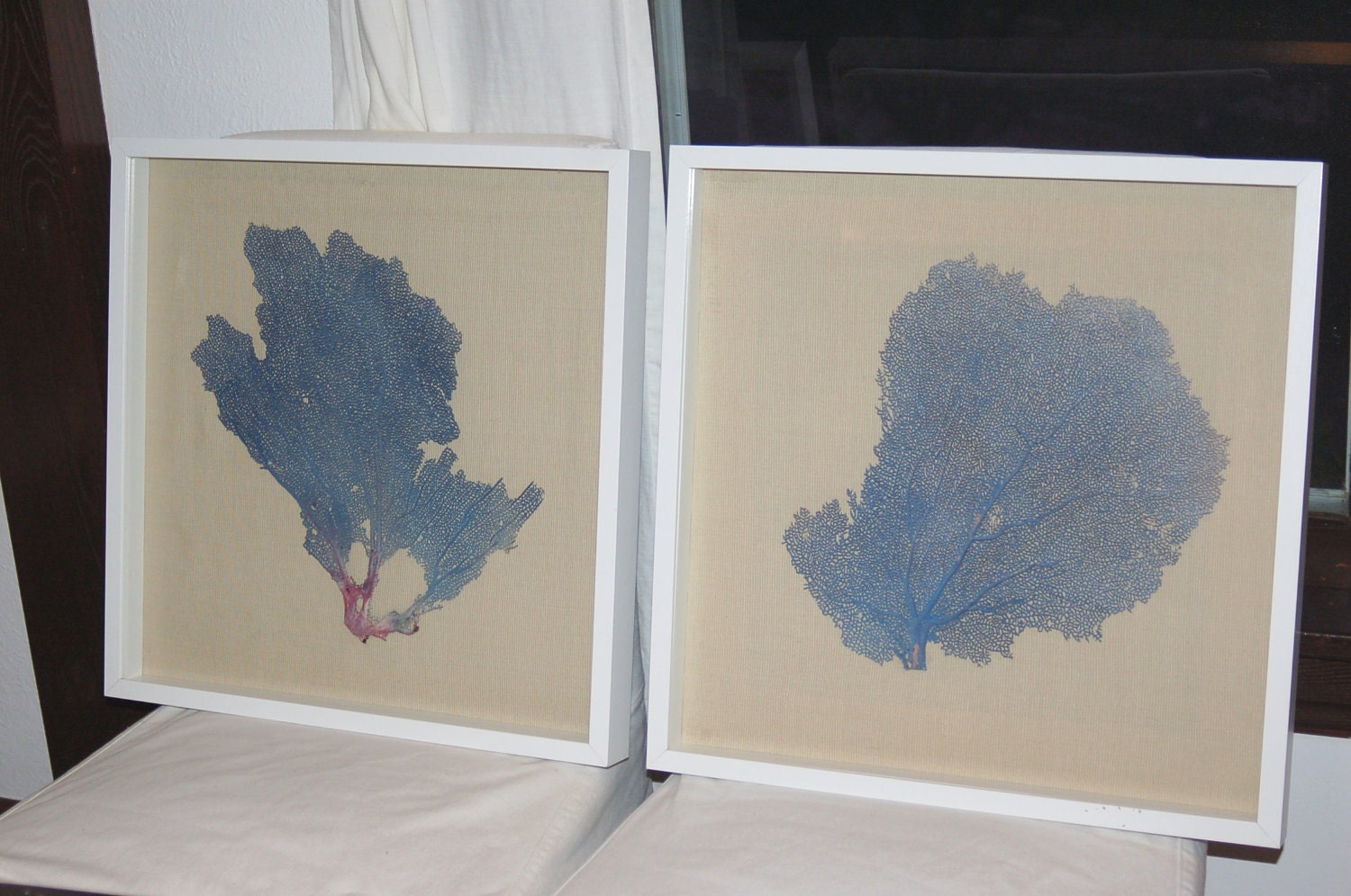 Framed Sea Fan - Coral Blue on Beige Fabric in white Shadow Box