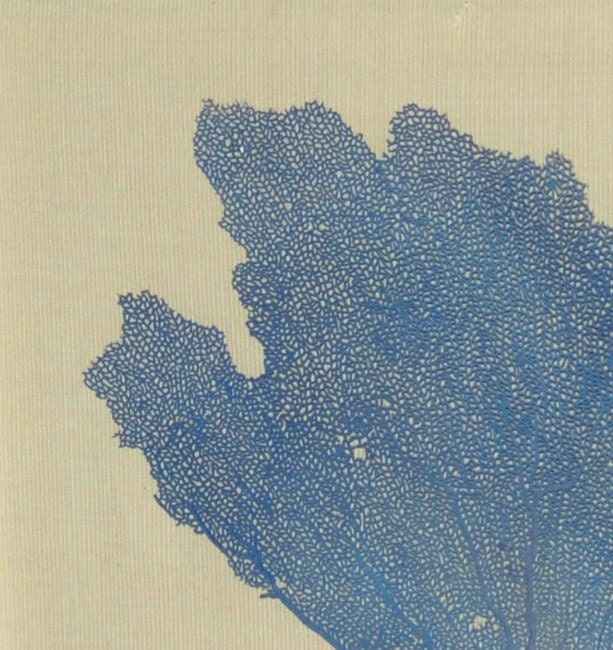 Framed Sea Fan - Coral Blue on Beige Fabric in white Shadow Box
