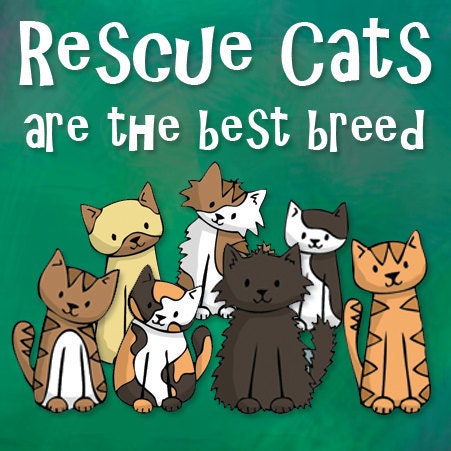 Rescue Cats are the Best Breed